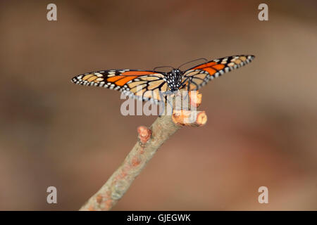 Monarque (Danaus plexippus) colonie d'hiver se percher dans l'arbre d'eucalyptus, Pismo Beach State Park, Californie, USA Banque D'Images