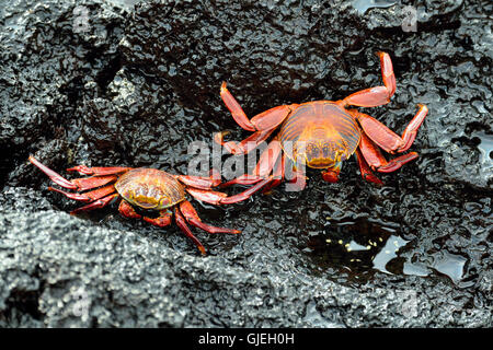 Sally Lightfoot Crab (Grapsus grapsus), Charles Darwin Research Station, Puerto Aroya, l'île de Santa Cruz, l'Équateur Banque D'Images