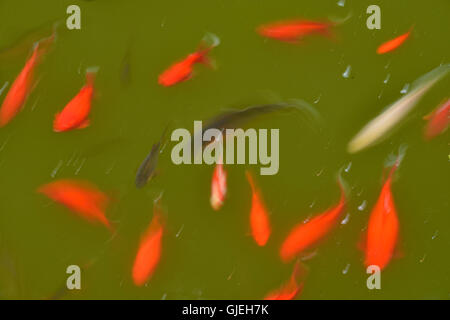 Poisson rouge nage dans un étang, jardin botanique de Quito, Quito, Pichincha, Equateur Banque D'Images