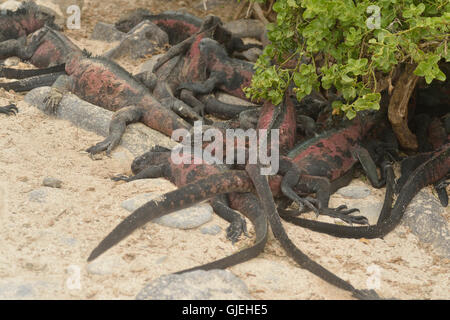 Iguane marin (Amblyrhynchus cristatus), le parc national des Îles Galapagos, l'île Espanola (Hood), Punta Suarez, l'Équateur Banque D'Images