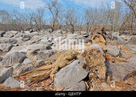 En iguane terrestre des îles Galapagos, l'habitat desert National Park, l'île South Plaza, Equateur Banque D'Images