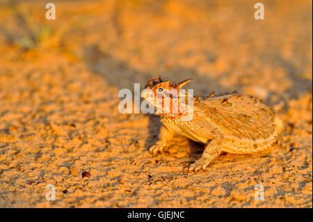 Texas (Phrynosoma cornutum), Rio Grande City, Texas, États-Unis Banque D'Images