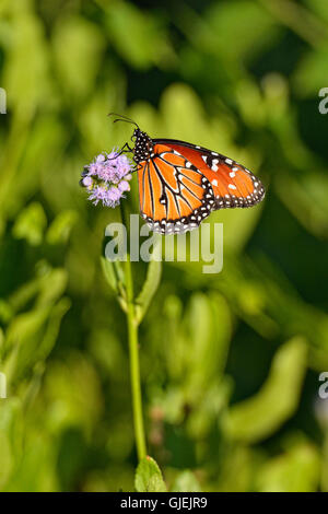 Papillon Danaus gilippus (Queen), Édimbourg Scenic Zones Humides, Texas, États-Unis Banque D'Images
