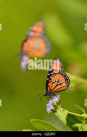 Papillon Danaus gilippus (Queen), Édimbourg Scenic Zones Humides, Texas, États-Unis Banque D'Images