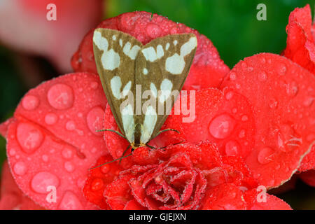 Haploa Haploa confus (confusa) reposant sur le rouge des fleurs de jardin, avec des gouttes de pluie, le Grand Sudbury, Ontario, Canada Banque D'Images