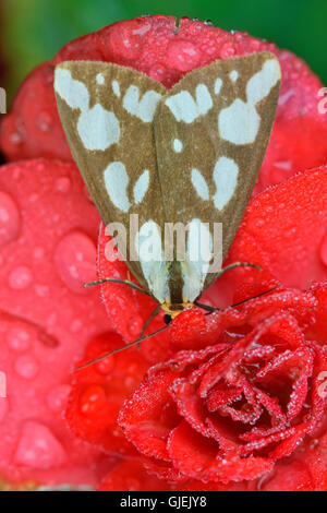 Haploa Haploa confus (confusa) reposant sur le rouge des fleurs de jardin, avec des gouttes de pluie, le Grand Sudbury, Ontario, Canada Banque D'Images