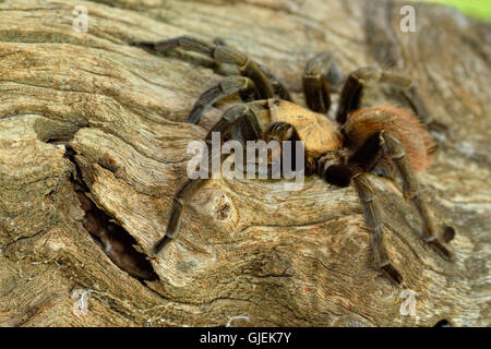 Texas Brown tarantula (Aphonopelma hentzi), Rio Grande City, Texas, États-Unis Banque D'Images