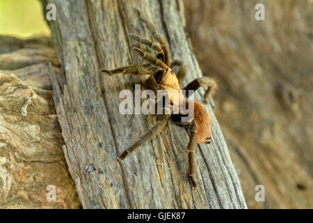 Texas Brown tarantula (Aphonopelma hentzi), Rio Grande City, Texas, États-Unis Banque D'Images