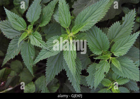 Close up de mauvaises herbes. L'ortie. Banque D'Images