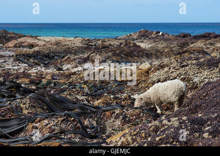 Les moutons se nourrissent de varech géant découverte à marée basse sur la rive du point de bénévolat dans les îles Falkland. Banque D'Images