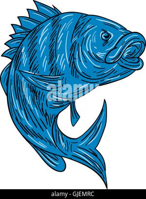 Croquis dessin illustration d'un style sheepshead (Archosargus probatocephalus) un poisson marin situé sur fond blanc isolé. Illustration de Vecteur