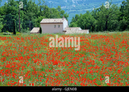 Champ de coquelicots et mas Luberon Provence France Banque D'Images