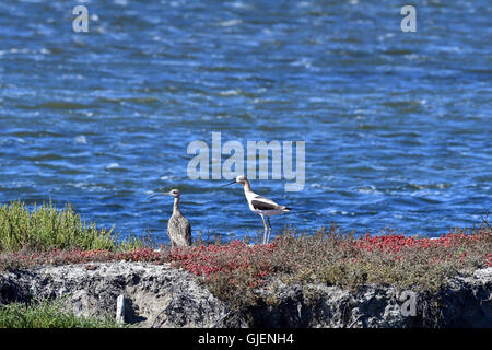 L'Avocette d'Amérique (Recurvirostra americana) et le Courlis à long bec (Numenius americanus) Banque D'Images