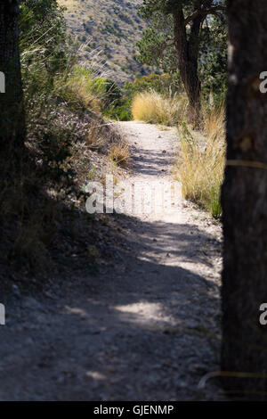 Le sentier de l'Arizona en passant par le désert des prairies de la basse montagnes Santa Catalina. Coronado National Forest, Arizona Banque D'Images