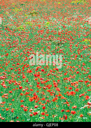 Champ de coquelicots Luberon Provence France Banque D'Images