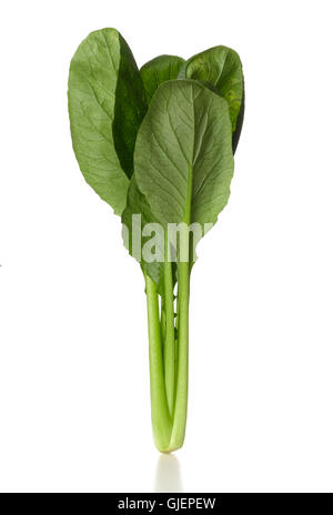 Pak choi isolé sur fond blanc Banque D'Images