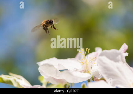 Abeille dans blossoming apple tree Banque D'Images