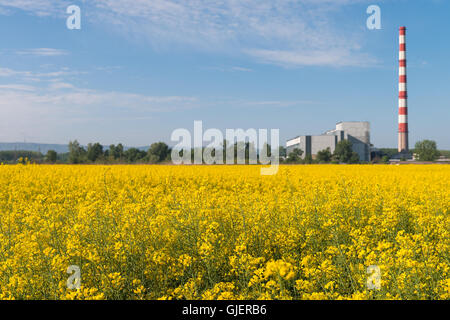 L'huile de colza en fleurs du domaine Banque D'Images