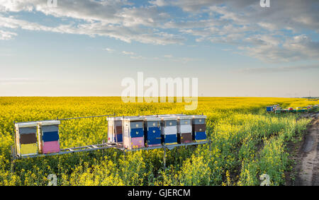 L'apiculture dans le domaine de colza Banque D'Images