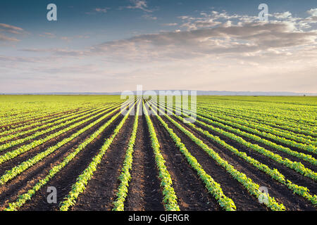 Les lignes de champ de soja au printemps Banque D'Images