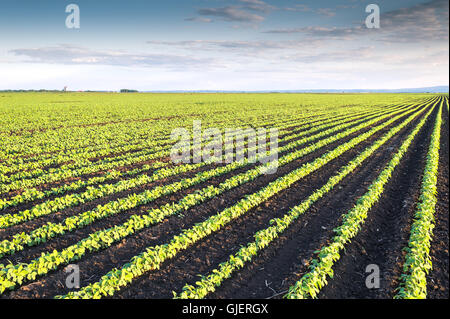 Les lignes de champ de soja au printemps Banque D'Images