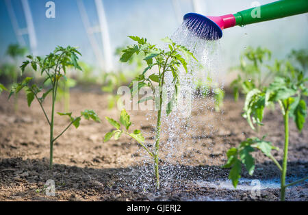 Des semis en serre de tomates arrosage Banque D'Images