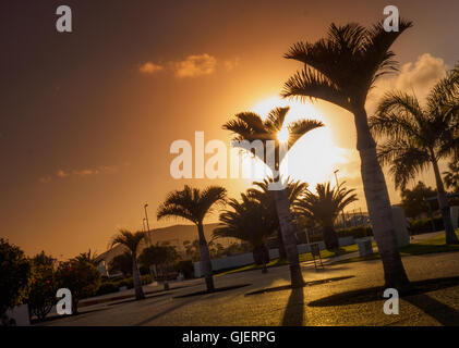 Vue de l'palmiers poussant dans un village de vacances dans le sud de Lanzarote Banque D'Images