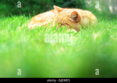 Le gingembre Cat dormir sur un jardin avec gazon pelouses en été Banque D'Images