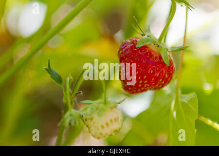 Fraise rouge, sur l'usine de la fraiseraie à côté d'une fraise mûre Banque D'Images