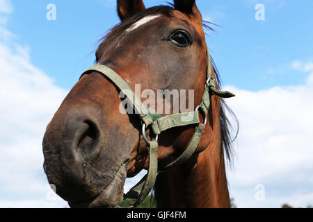 Janów Podlaski, Pologne. Août 15, 2016. Le goujon de Janów Podlaski a tenu sa journée portes ouvertes le 15 août 2016 au cours dans le cadre de la 38e conférence annuelle de l'Arabian Horse Show nationale polonaise, fierté de la Pologne". Le public a pu visiter le légendaire d'équitation et de voir tous les chevaux au haras. Le 14 août, la 47e assemblée annuelle de la fierté Pologne Vente aux enchères de chevaux a eu lieu à Janów Podlaski, où les chevaux arabes de race pure ont été mises aux enchères. Le plus offrant est venu du Qatar, l'achat d'une mare, nommé Sefora, pour plus de 300 mille euros. Crédit : Anna Ferensowicz/Pacific Press/Alamy Live News Banque D'Images