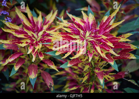 Joseph's coat Amaranthus tricolor usine tandaljo tandalja tampala perfecta bhaji callaloo Banque D'Images