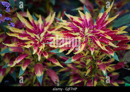 Joseph's coat Amaranthus tricolor usine tandaljo tandalja tampala perfecta bhaji callaloo Banque D'Images