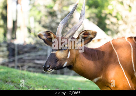 L'antilope Bongo au zoo Banque D'Images