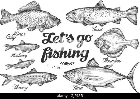 La pêche. Hand drawn vector le poisson. Croquis de la truite, la carpe, le thon, le hareng, la plie, l'anchois Illustration de Vecteur