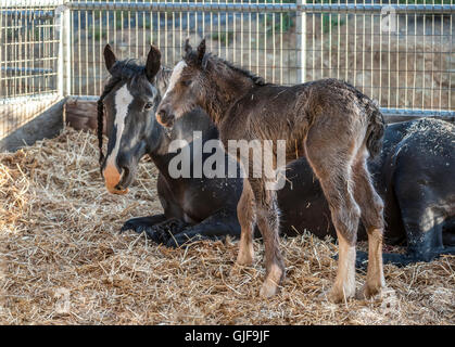 Gypsy Vanner heures horse foal in stall avec mare. Banque D'Images