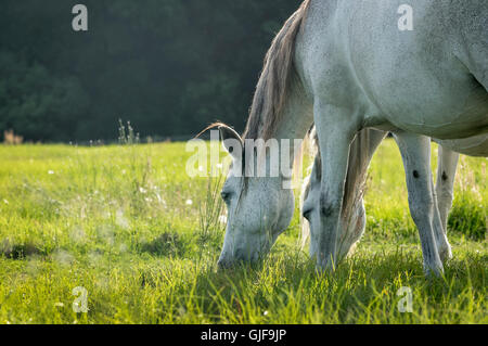 Juments cheval andalou entouré de pâturage pâturage de graminées Banque D'Images