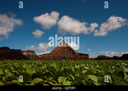 Le séchage du tabac Hut en Vallée de Vinales, Pinar del rio, Cuba Banque D'Images