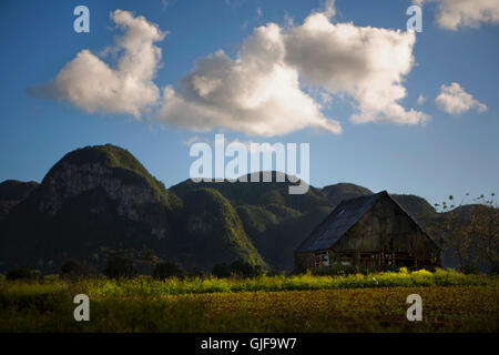 Une ferme cabane dans un champ dans la vallée de Vinales à Cuba Banque D'Images