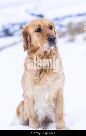 Golden Retriever assis à Snowy Field Banque D'Images