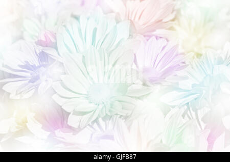 Fermé du type de pulvérisation de chrysanthème (Dendranthemum grandifflora) en tons pastel. Banque D'Images