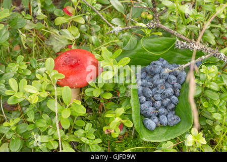 Russula et baies bleu sur l'herbe avec des feuilles de fougère et de canneberges Banque D'Images