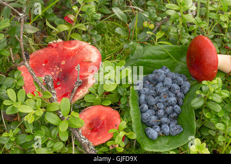 Russula et baies bleu sur l'herbe avec des feuilles de fougère et de canneberges Banque D'Images