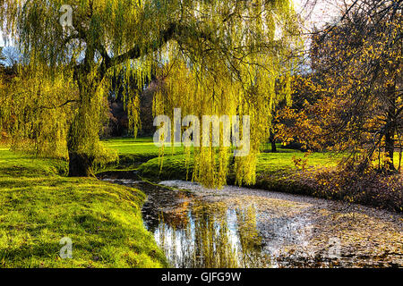 Willow Tree par l'étang avec la mise en miroir sur la surface Banque D'Images