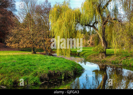 Willow Tree par l'étang avec la mise en miroir sur la surface Banque D'Images