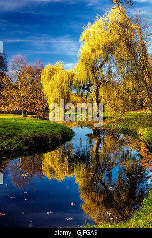 Willow Tree par l'étang avec la mise en miroir sur la surface Banque D'Images