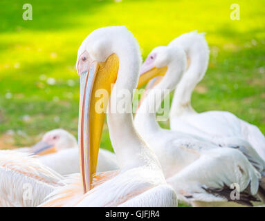 Friendly pelican coloré photo Banque D'Images