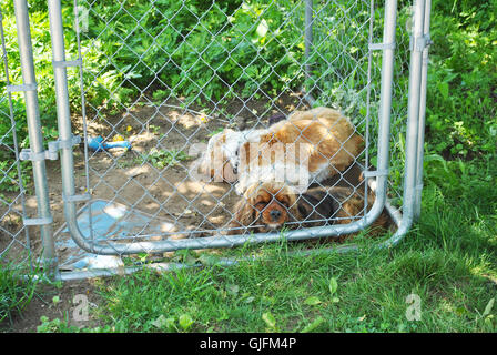 Deux chiens solitaires dans une petite cage à l'extérieur du chenil Banque D'Images