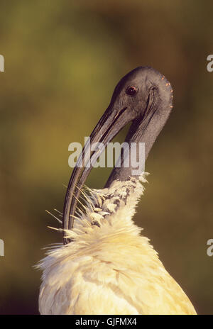 Ibis blanc australien ou ibis sacré, Threskiornis molucca, préentant les plumes du cou Banque D'Images