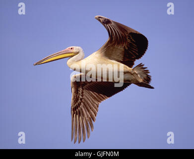 Great White Pelican, Pelacanus onocrotalus, avec des adultes en plumage nuptial, vol Bharatpur, Inde Banque D'Images