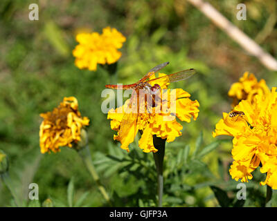 Dragon fly sur marigold jaune Banque D'Images